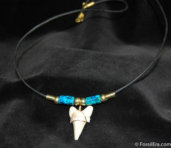 Fossil Shark Tooth Necklace #611